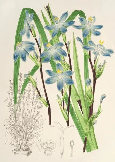 Картина Сизирихий многоцветковый (1854-1896)