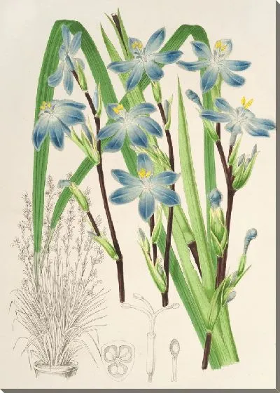 Картина Сизирихий многоцветковый (1854-1896)
