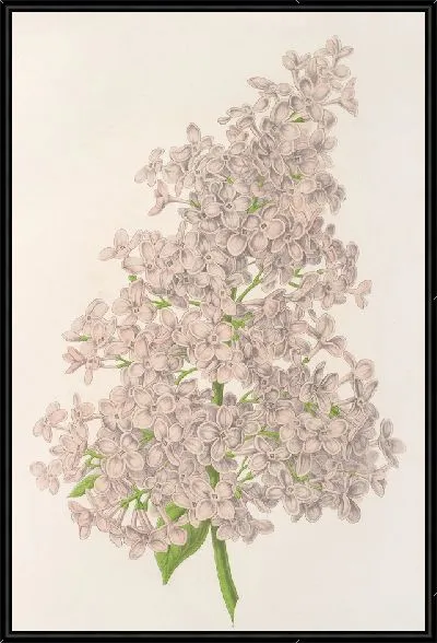 Картина Сирень Амбруаз Вершаффет (1854-1896)