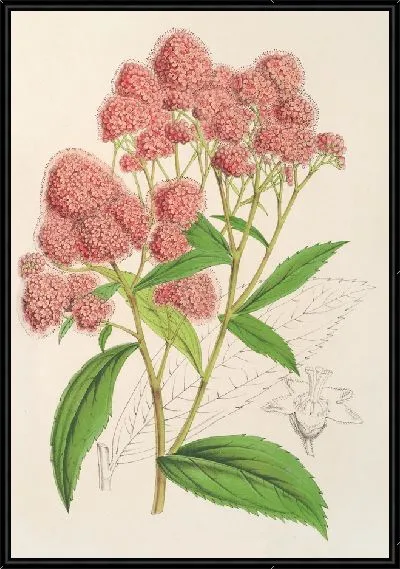 Картина Спирея Ноблеана (1854-1896)