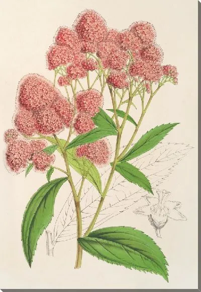 Картина Спирея Ноблеана (1854-1896)