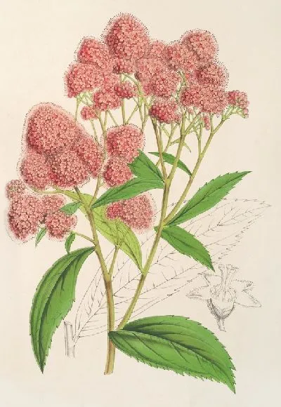 Картина Спирея Ноблеана (1854-1896)