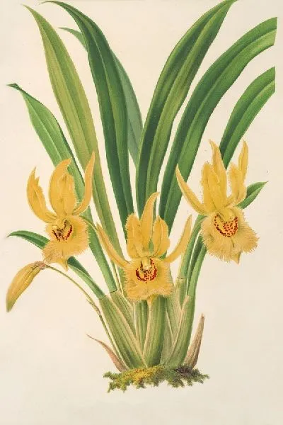 Картина Стения бахромчатая (1854-1896)