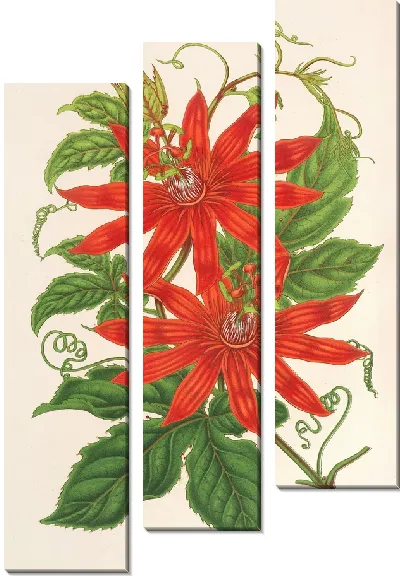 Картина Таксония Бьюкенани (1854–1896)
