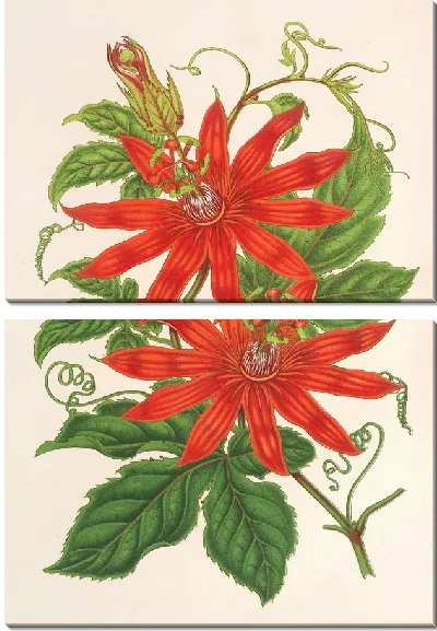 Картина Таксония Бьюкенани (1854–1896)