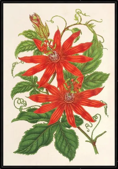 Картина Таксония Бьюкенани (1854–1896)