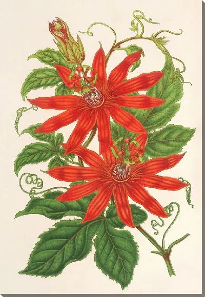 Картина Таксония Бьюкенани (1854–1896)