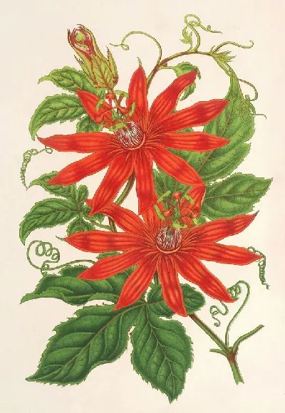 Картина Таксония Бьюкенани (1854–1896)