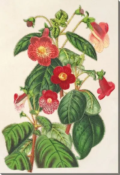 Картина Тидея (1854-1896)