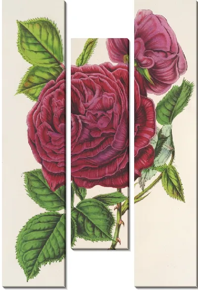 Картина Триумфальная роза Амхена (1854-1896)