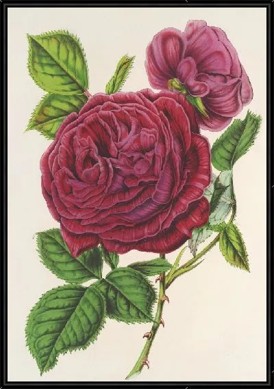 Картина Триумфальная роза Амхена (1854-1896)