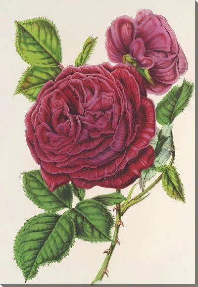 Картина Триумфальная роза Амхена (1854-1896)