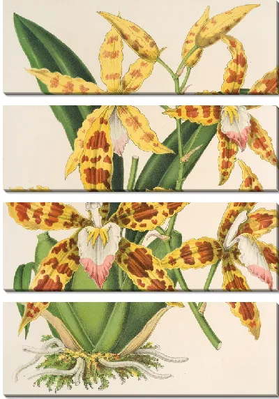 Картина Триумфатор Odontoglossum (1854-1896)
