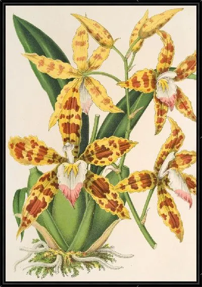 Картина Триумфатор Odontoglossum (1854-1896)