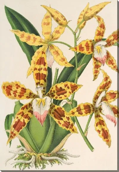 Картина Триумфатор Odontoglossum (1854-1896)