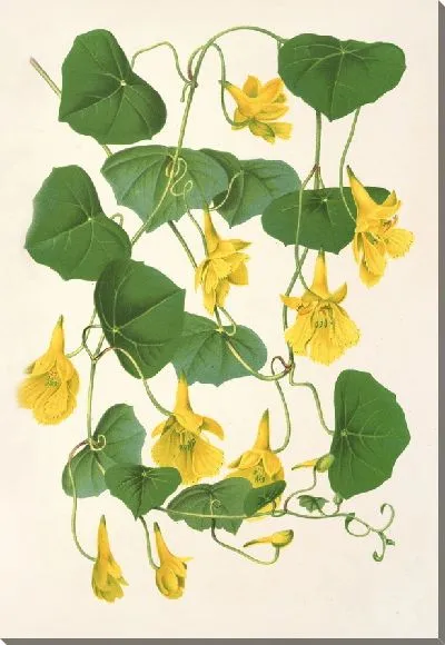 Картина Тропэолум хризантемовый (1854-1896)