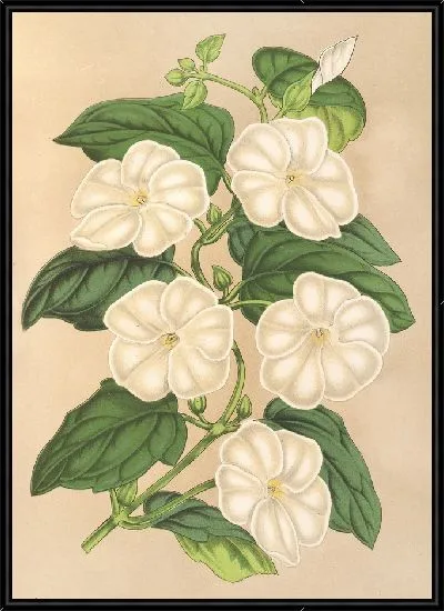 Картина Тунбергия душистая (1854-1896)