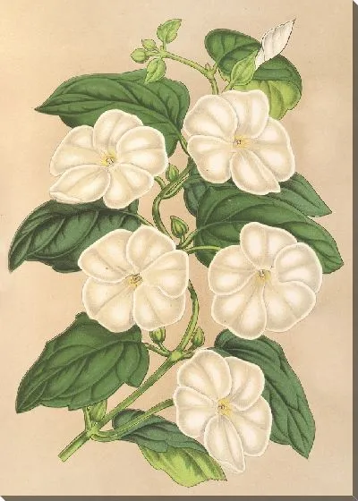 Картина Тунбергия душистая (1854-1896)