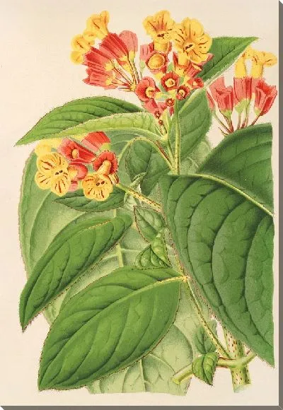 Картина Тусачча полуклауза (1854-1896)