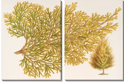 Картина Туя восточная (Биота), вар. Вершаффельти (1854-1896)