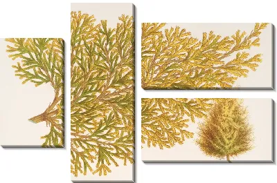 Картина Туя восточная (Биота), вар. Вершаффельти (1854-1896)