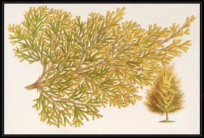 Картина Туя восточная (Биота), вар. Вершаффельти (1854-1896)
