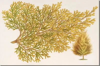 Картина Туя восточная (Биота), вар. Вершаффельти (1854-1896)