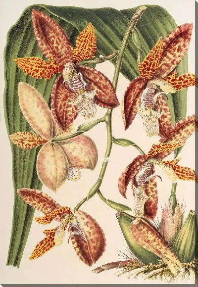 Картина Улетия тригрина (1854-1896)