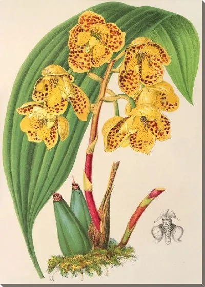 Картина Улетия хризантовая (1854-1896)