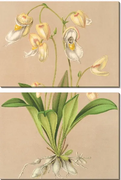 Картина Утрикулярия Монтана (1854-1896)