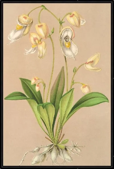 Картина Утрикулярия Монтана (1854-1896)