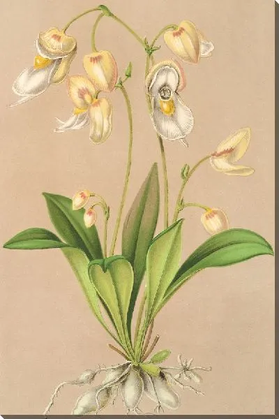 Картина Утрикулярия Монтана (1854-1896)