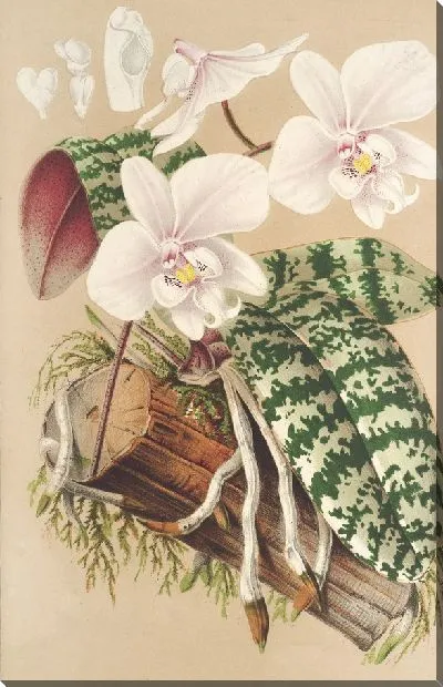 Картина Фаленопсис Шиллериана (1854-1896)