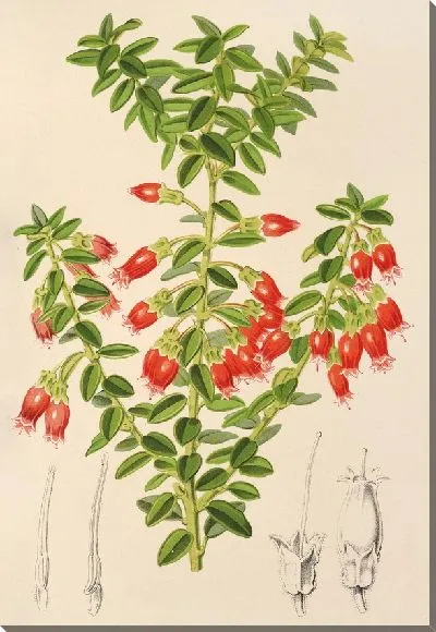 Картина Фемистоклезия коронилла (1854-1896)