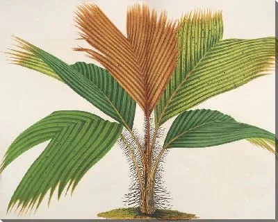 Картина Феникофорий Сечелларум (1854-1896)