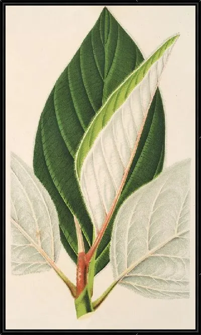 Картина Фикус Деальбата (1854-1896)