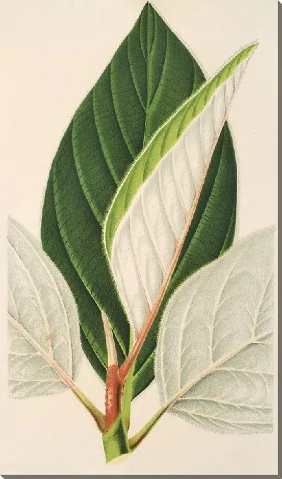 Картина Фикус Деальбата (1854-1896)