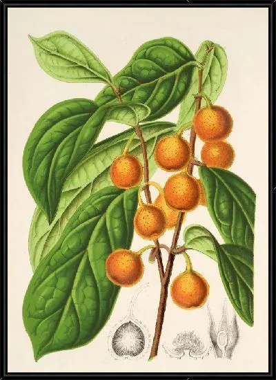 Картина Фикус церазиформис (1854-1896)