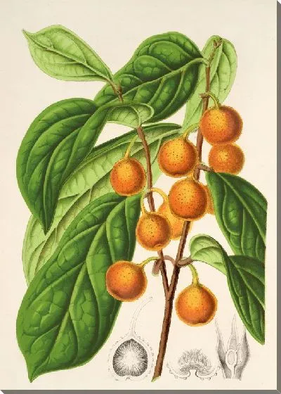 Картина Фикус церазиформис (1854-1896)