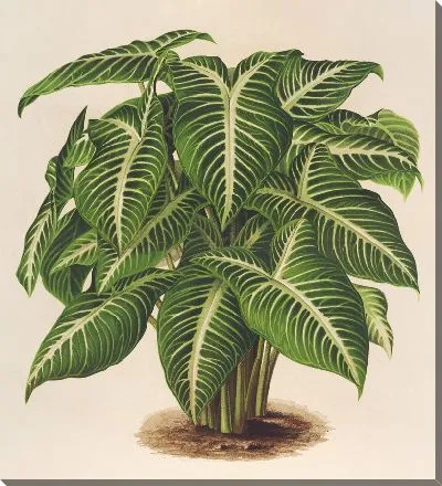 Картина Филлотениум Линдени (1854-1896)