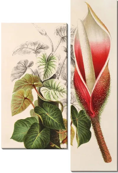 Картина Филодендрон дагуанский (1854-1896)
