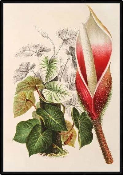 Картина Филодендрон дагуанский (1854-1896)