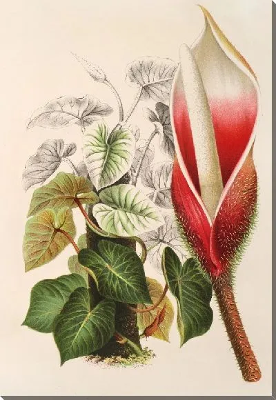 Картина Филодендрон дагуанский (1854-1896)