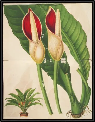 Картина Филодендрон калофиллум (1854-1896)