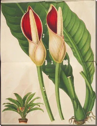 Картина Филодендрон калофиллум (1854-1896)