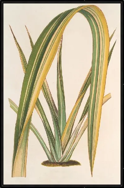 Картина Формиум Тенакс фол. вар (1854-1896)