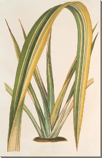 Картина Формиум Тенакс фол. вар (1854-1896)