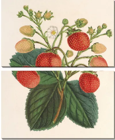 Картина Фрезия вечная Ананас (1854-1896)