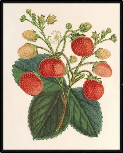 Картина Фрезия вечная Ананас (1854-1896)