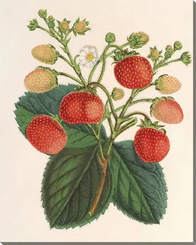 Картина Фрезия вечная Ананас (1854-1896)